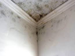 Why You Should Choose Our Mold Remediation Services in Bakersfield Country Clu, CA